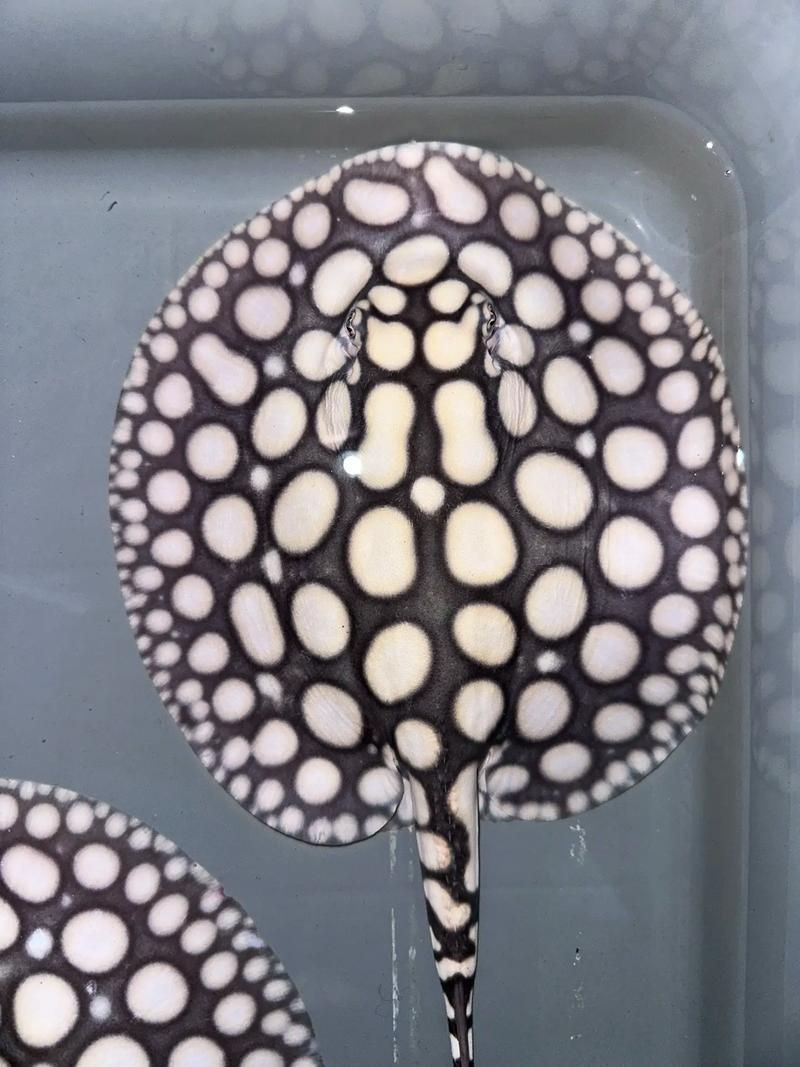 皇冠魟魚圖片【皇冠魟魚是一種極具特色的水族生物】