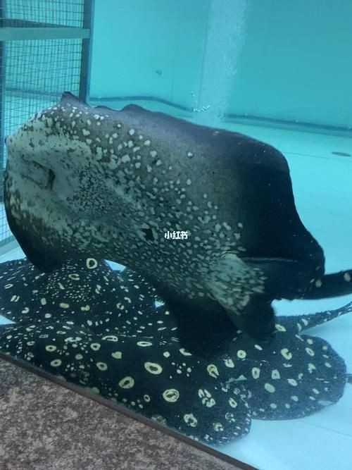 皇冠魟魚圖片【皇冠魟魚是一種極具特色的水族生物】
