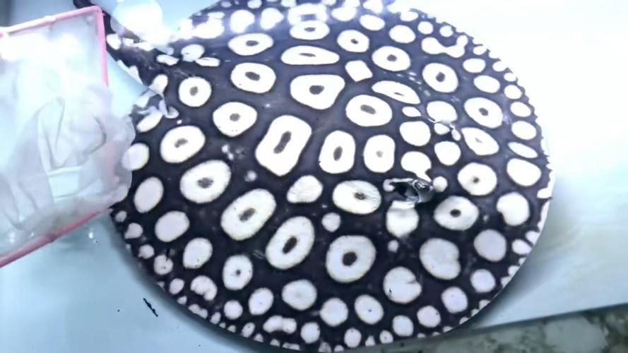 皇冠魟魚圖片【皇冠魟魚是一種極具特色的水族生物】