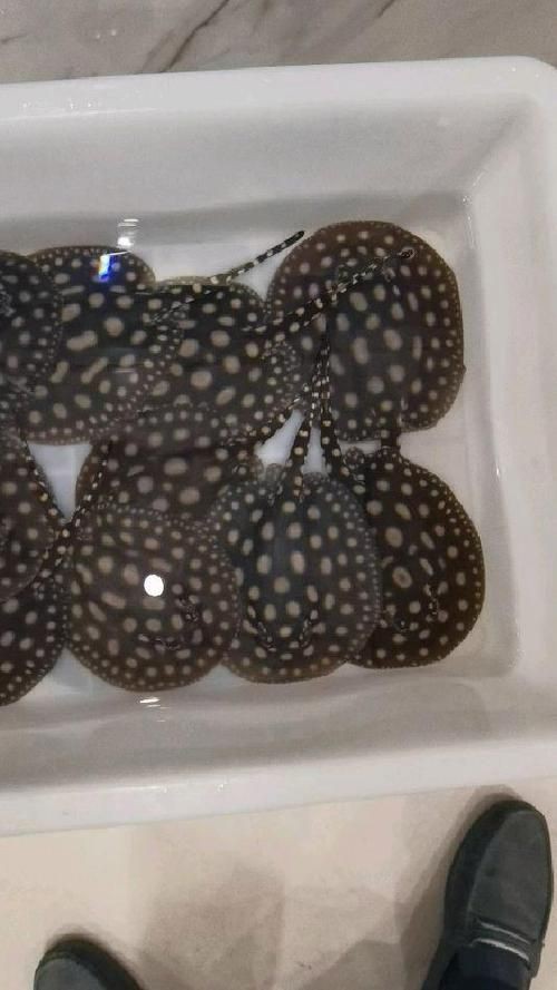 皇冠魟魚圖片【皇冠魟魚是一種極具特色的水族生物】