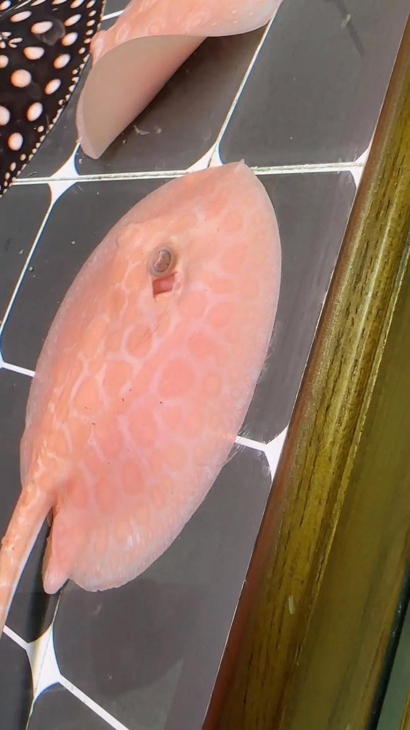 皇冠魟魚圖片【皇冠魟魚是一種極具特色的水族生物】