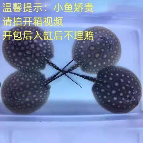 皇冠魟魚圖片【皇冠魟魚是一種極具特色的水族生物】