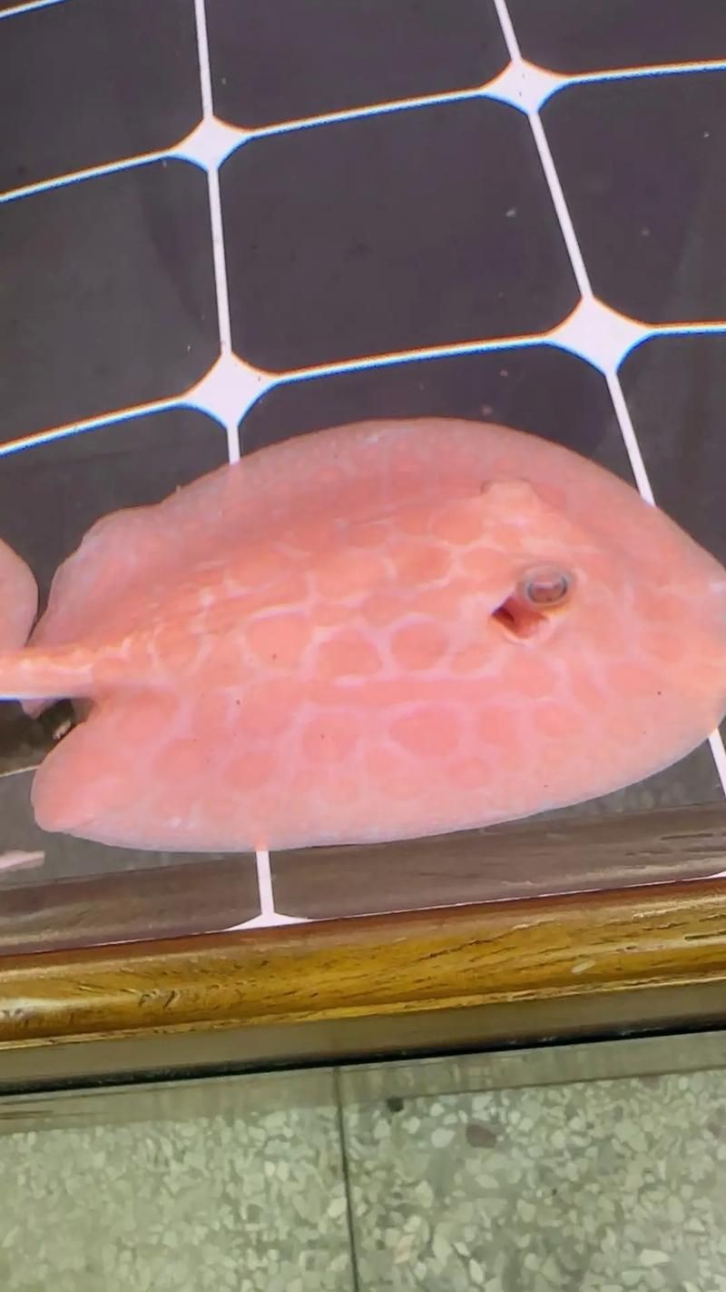 皇冠魟魚圖片【皇冠魟魚是一種極具特色的水族生物】
