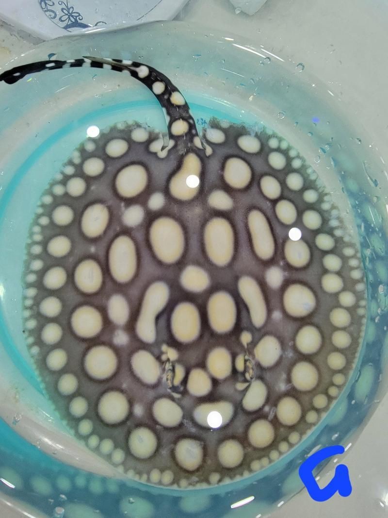 皇冠魟魚圖片【皇冠魟魚是一種極具特色的水族生物】