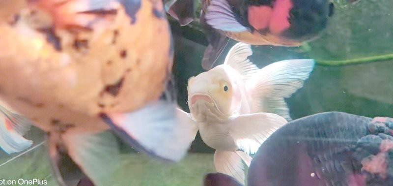 球魚長什么樣子圖片【《燕尾魚的外貌特征》**球魚的外貌特征】