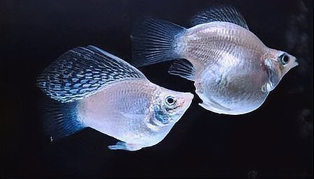 球魚長什么樣子圖片【《燕尾魚的外貌特征》**球魚的外貌特征】