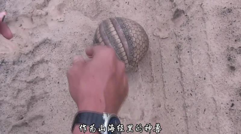 球魚長什么樣子圖片【《燕尾魚的外貌特征》**球魚的外貌特征】