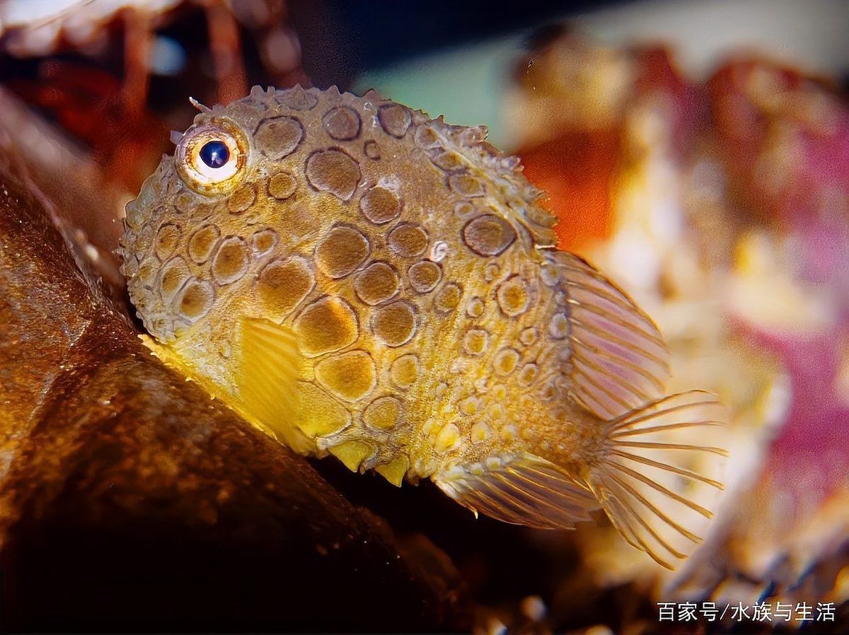 球魚長什么樣子圖片【《燕尾魚的外貌特征》**球魚的外貌特征】