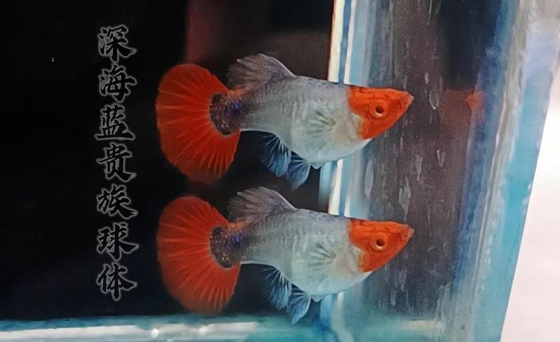 球魚長什么樣子圖片【《燕尾魚的外貌特征》**球魚的外貌特征】
