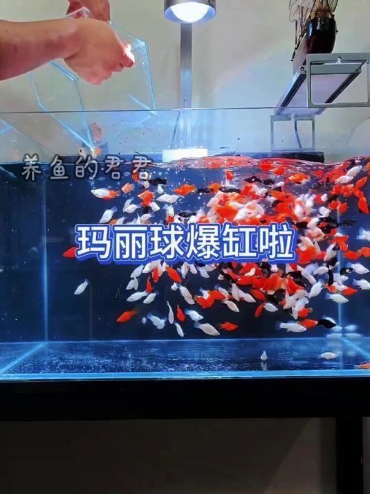 球魚長什么樣子圖片【《燕尾魚的外貌特征》**球魚的外貌特征】