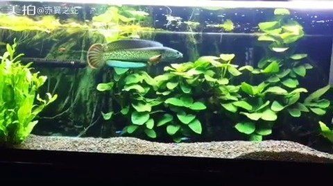 雷龍魚被國家列為禁漁了嗎【雷龍魚是否被列為禁漁?】 龍魚百科 第3張 雷龍魚被國家列為禁漁了嗎【雷龍魚是否被列為禁漁?】 雷龍魚被國家列為禁漁了嗎【雷龍魚是否被列為禁漁?】 龍魚百科 第3張