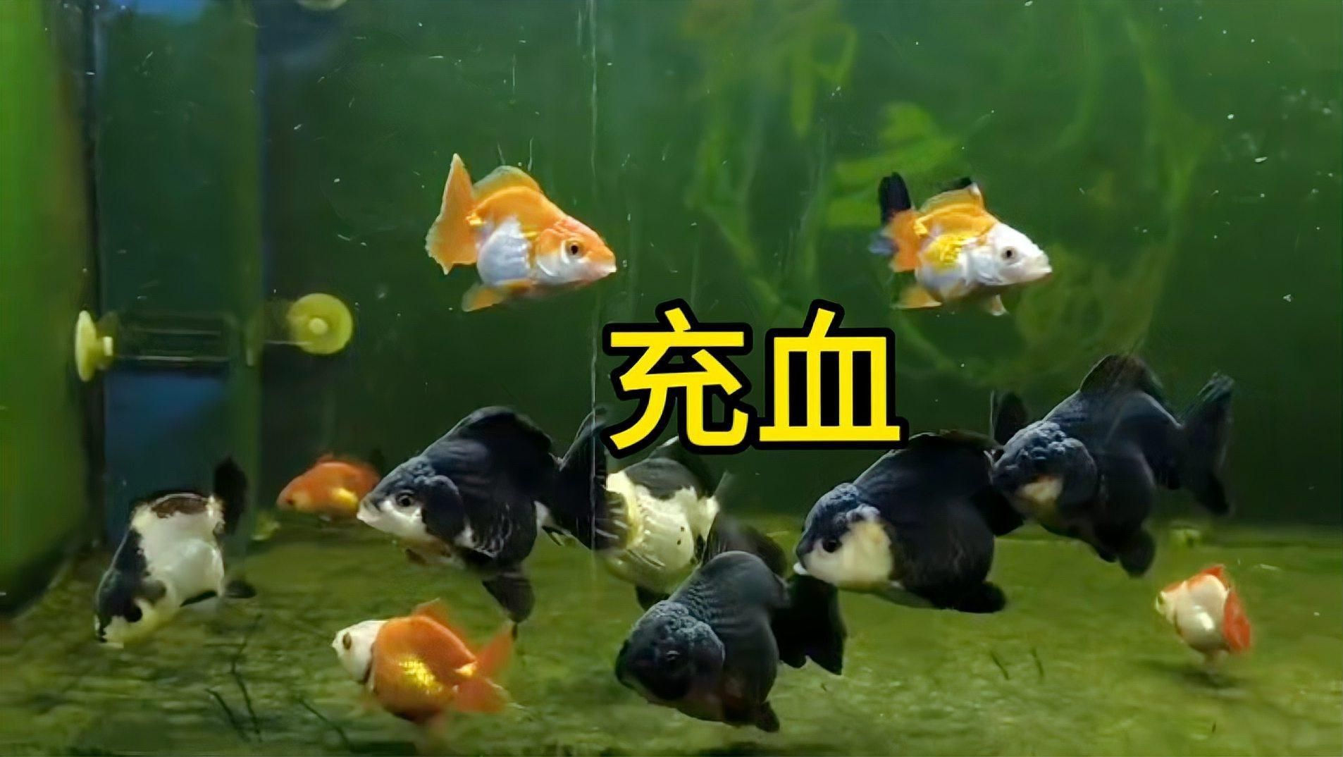 如何判斷金魚(yú)充血是否嚴(yán)重？