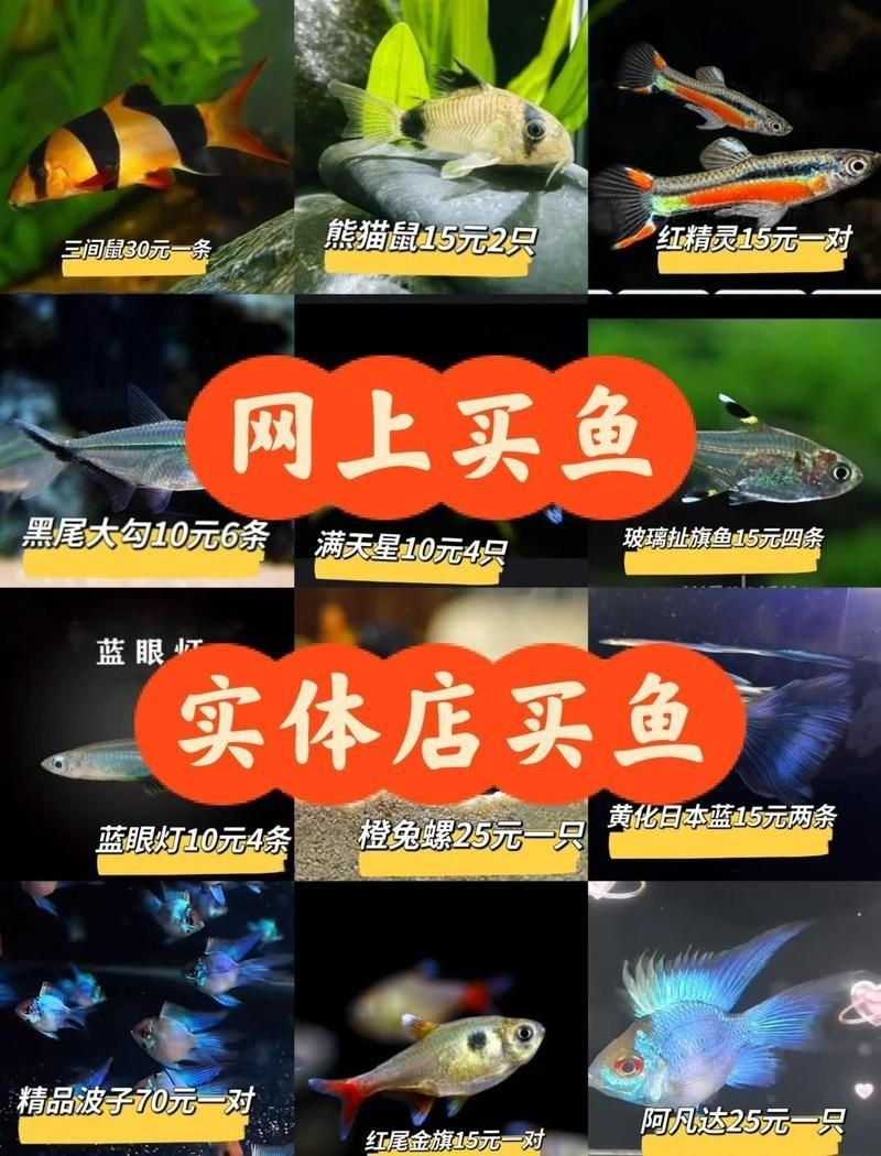 觀賞魚價(jià)格表2024【2018觀賞魚價(jià)格表2024】