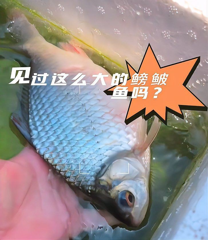 觀賞魚價(jià)格表2024【2018觀賞魚價(jià)格表2024】