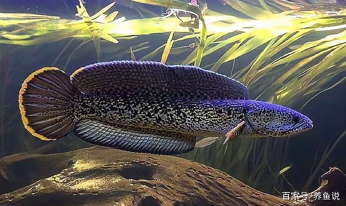 有哪些預防雷龍魚腹水的措施【如何預防雷龍魚腹水】