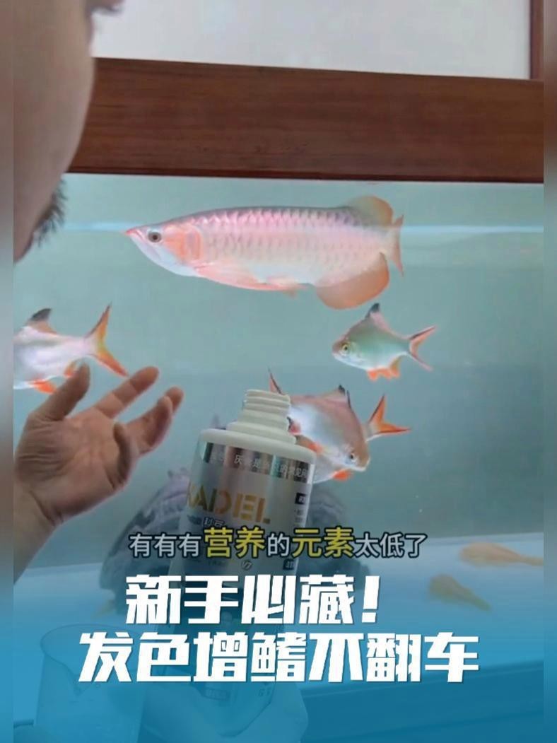 紅龍魚哪個品牌發色最好？【哪個品牌的紅龍魚發色最好？】