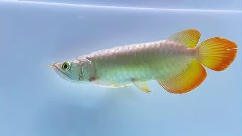 紅龍魚哪個品牌發色最好？【哪個品牌的紅龍魚發色最好？】