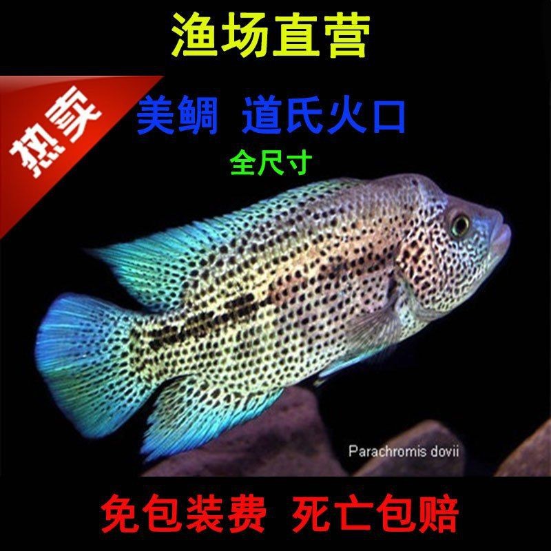 火口魚混養(yǎng)最簡單三個方法【淺談火口魚混養(yǎng)】