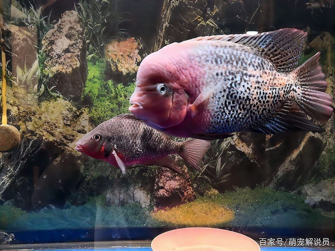 火口魚混養(yǎng)最簡單三個方法【淺談火口魚混養(yǎng)】