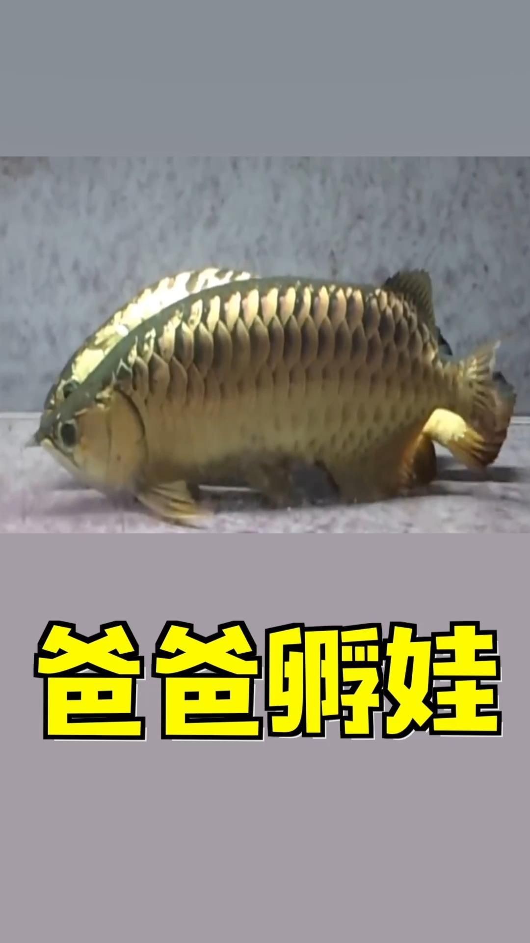 如何提高龍魚幼苗的孵化率？【水花苗成活率翻倍的7大關鍵步驟,老養殖戶都在用!】