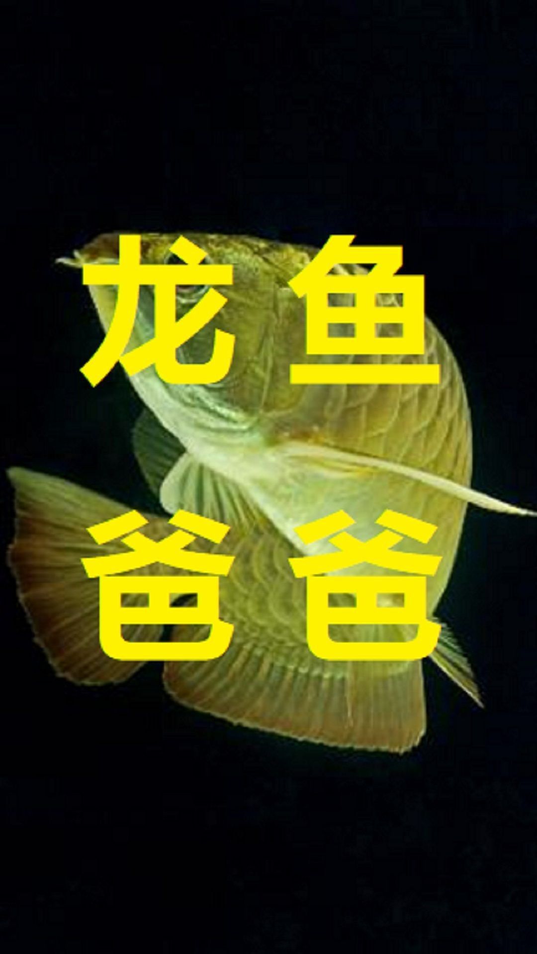 如何提高龍魚幼苗的孵化率？【水花苗成活率翻倍的7大關鍵步驟,老養殖戶都在用!】