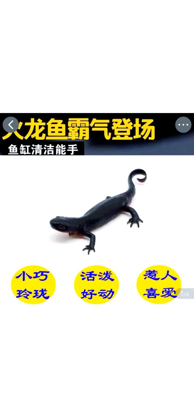 蠑螈為什么不能養(yǎng)【關(guān)于蠑螈的一些問題】 蠑螈為什么不能養(yǎng)【關(guān)于蠑螈的一些問題】 龍魚論壇 第4張