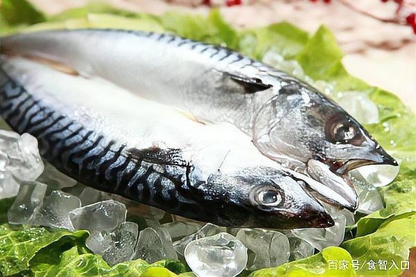 鯖魚為什么很多人不吃【\
