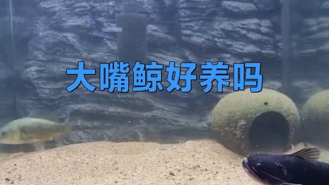 大嘴鯨怎么養(yǎng)【大嘴鯨飼養(yǎng)技術(shù)】