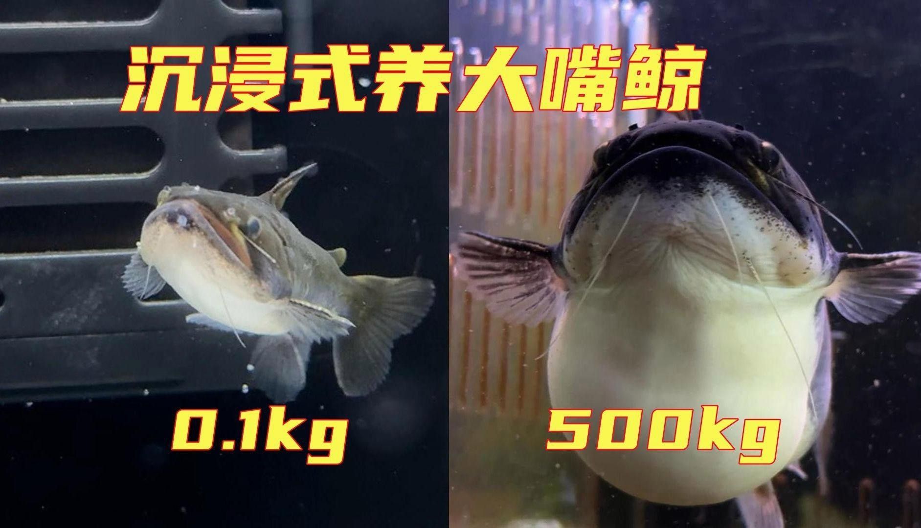 大嘴鯨怎么養(yǎng)【大嘴鯨飼養(yǎng)技術(shù)】