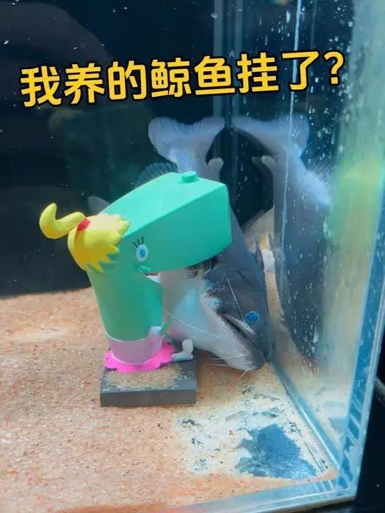 大嘴鯨怎么養(yǎng)【大嘴鯨飼養(yǎng)技術(shù)】