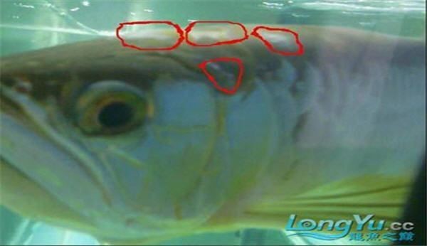 龍魚身上白色的像脫皮【龍魚身上出現白色像脫皮的現象是多種原因導致的】