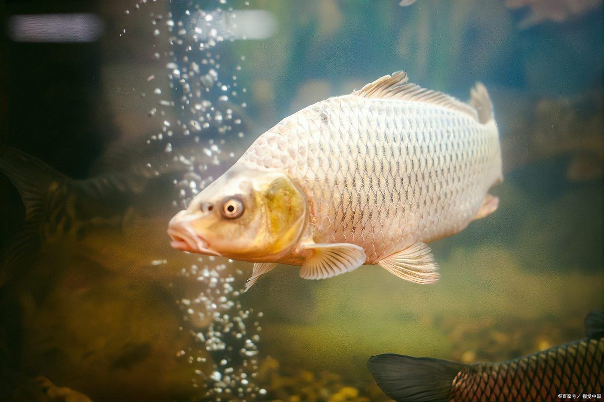 龍魚身上白色的像脫皮【龍魚身上出現白色像脫皮的現象是多種原因導致的】