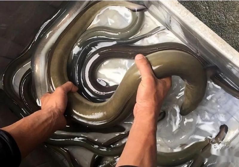 鰻鱗魚屬于什么檔次【40種“好吃不貴”的野生海魚(下),大海的美味】 鰻鱗魚屬于什么檔次【40種“好吃不貴”的野生海魚(下),大海的美味】 龍魚百科 第3張