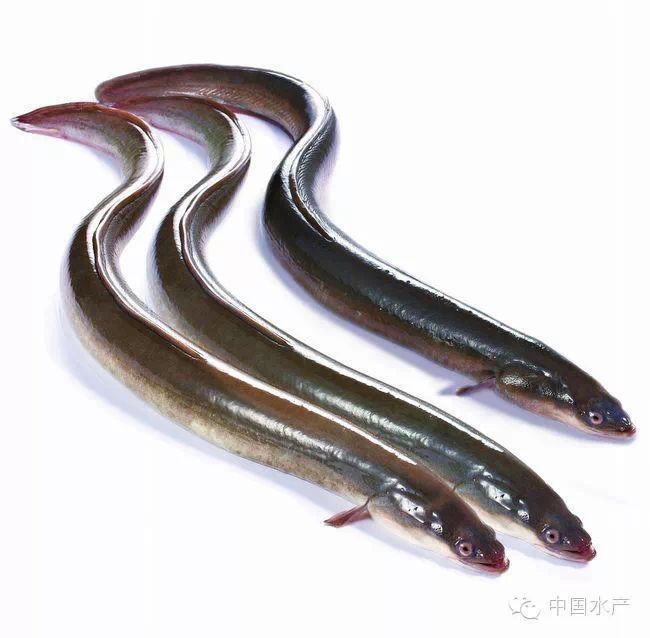 鰻鱗魚屬于什么檔次【40種“好吃不貴”的野生海魚(下),大海的美味】 鰻鱗魚屬于什么檔次【40種“好吃不貴”的野生海魚(下),大海的美味】 龍魚百科 第5張