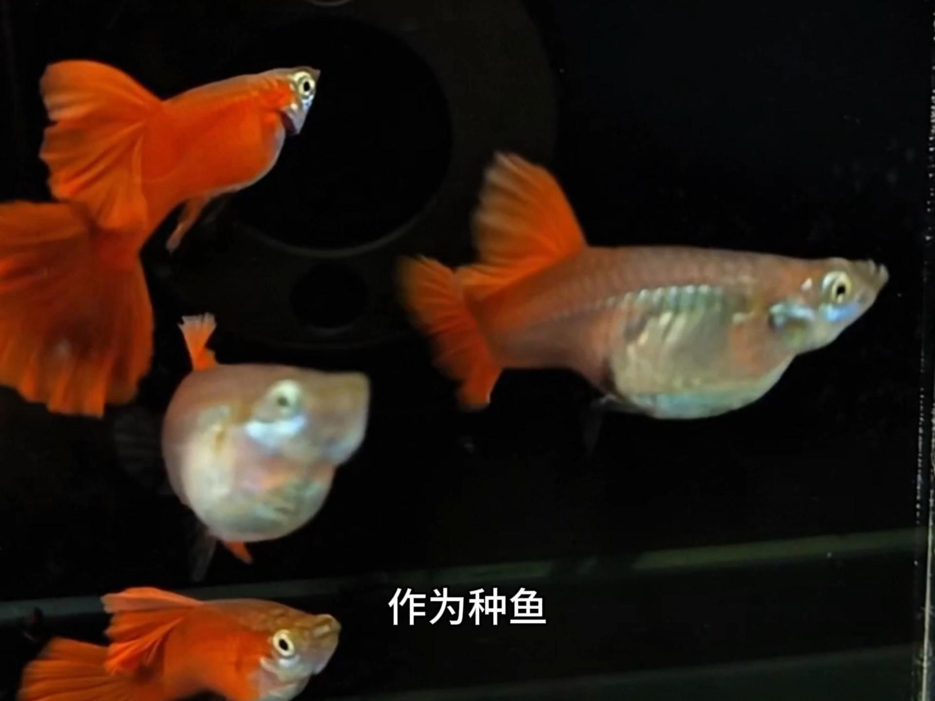 孔雀魚品種介紹【《孔雀魚品種介紹》**】