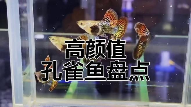 孔雀魚品種介紹【《孔雀魚品種介紹》**】