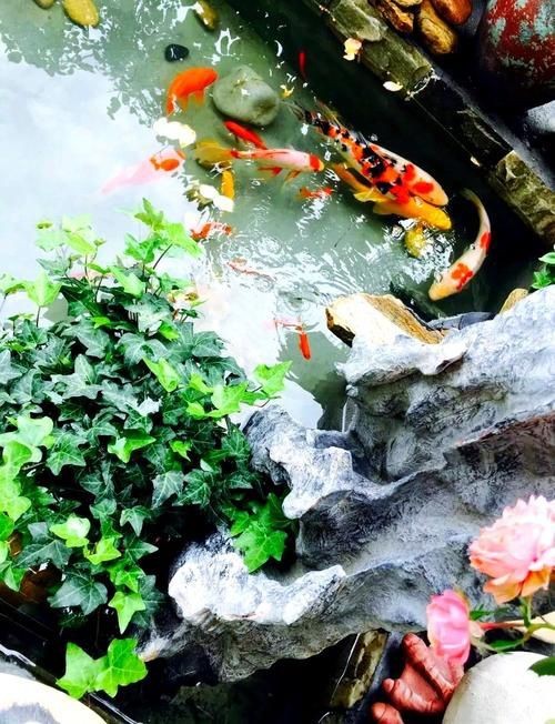 露天魚池設計圖片【13個適合自己diy的“庭院魚池”，網友：回家立馬開挖！】