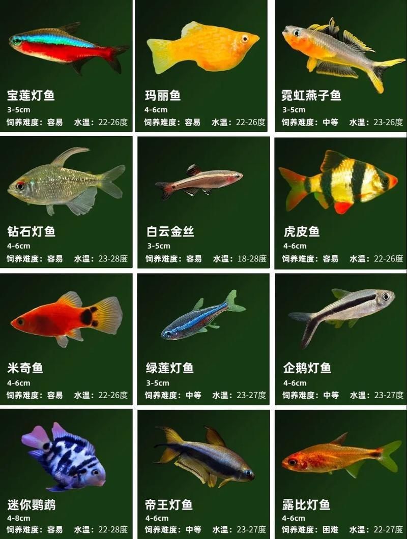 觀賞魚圖片大全大圖【有聲書:觀賞魚圖片大全】