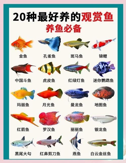 觀賞魚圖片大全大圖【有聲書:觀賞魚圖片大全】