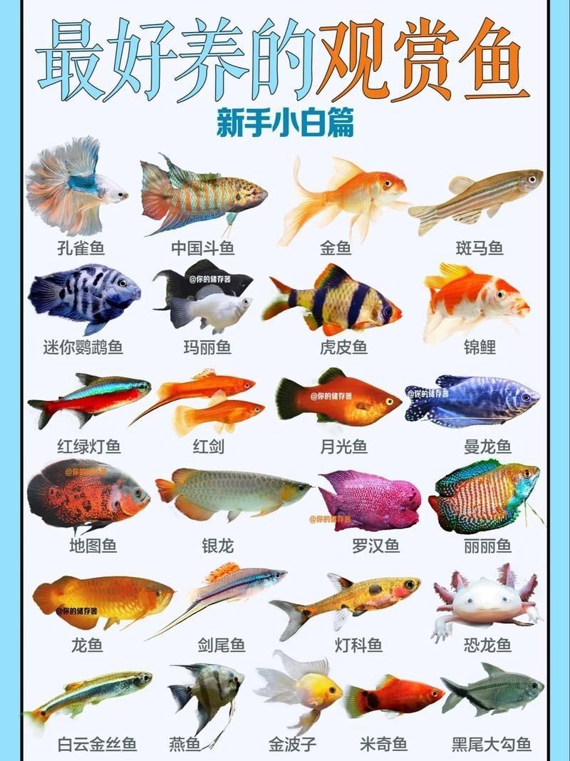 觀賞魚圖片大全大圖【有聲書:觀賞魚圖片大全】
