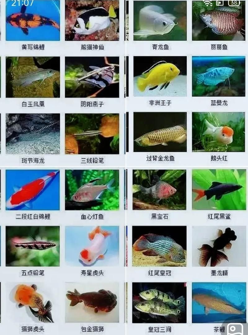 觀賞魚圖片大全大圖【有聲書:觀賞魚圖片大全】