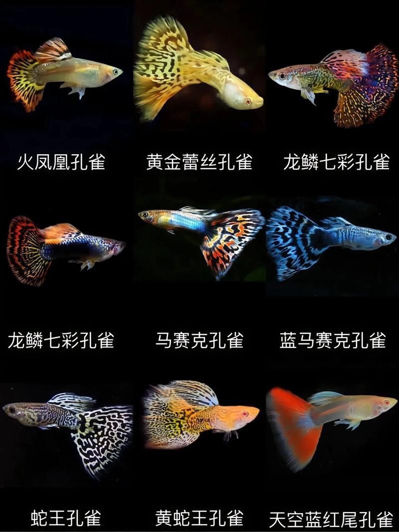 觀賞魚圖片大全大圖【有聲書:觀賞魚圖片大全】