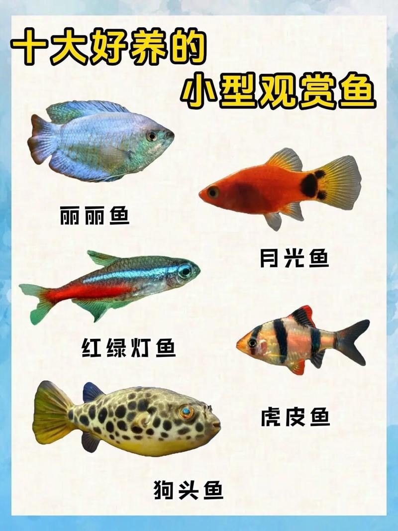 觀賞魚圖片大全大圖【有聲書:觀賞魚圖片大全】