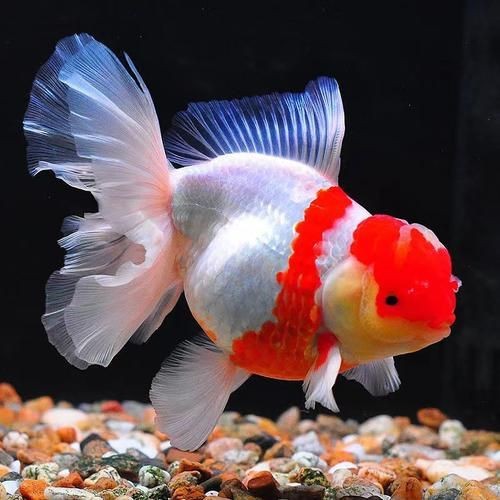 觀賞魚圖片大全大圖【有聲書:觀賞魚圖片大全】