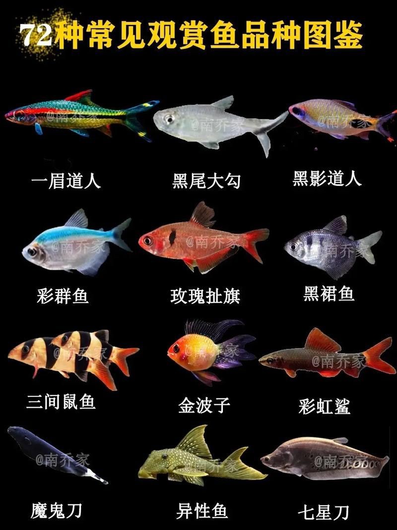 觀賞魚圖片大全大圖【有聲書:觀賞魚圖片大全】