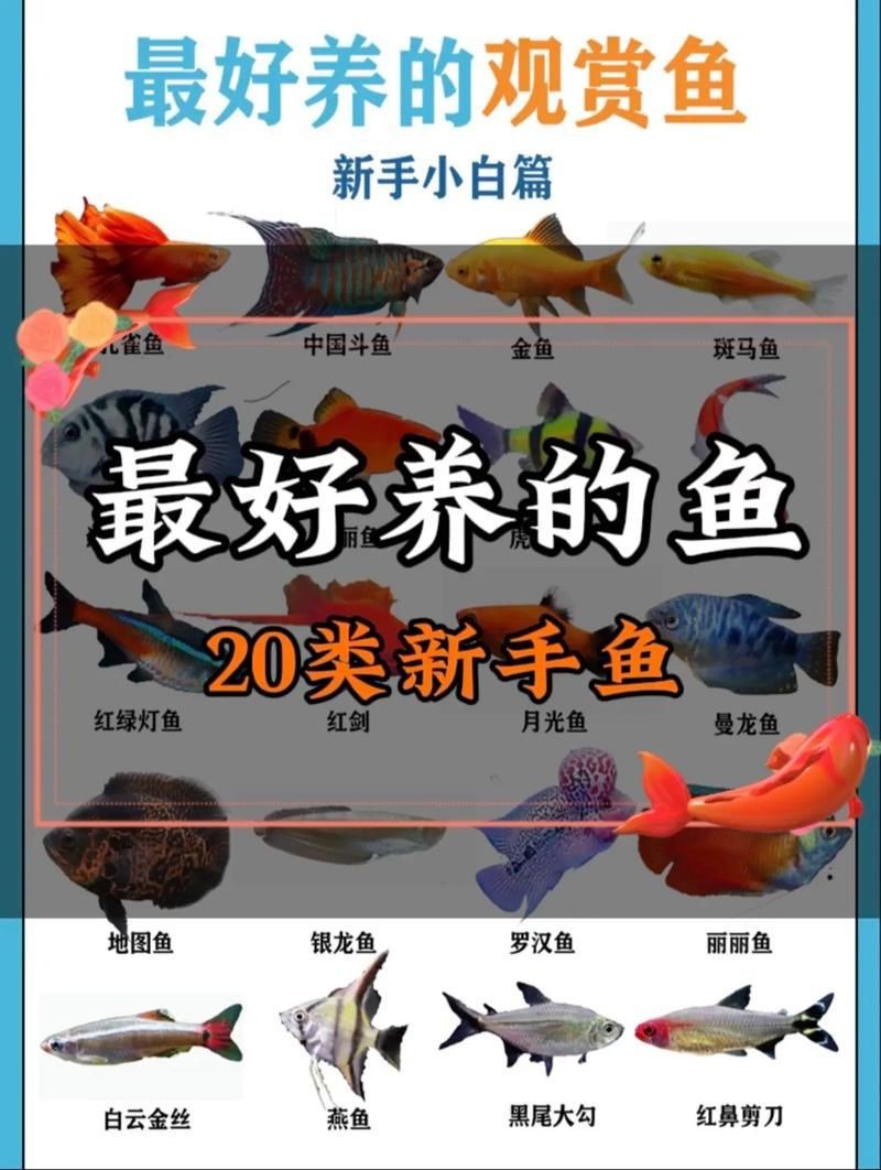 觀賞魚圖片大全大圖【有聲書:觀賞魚圖片大全】