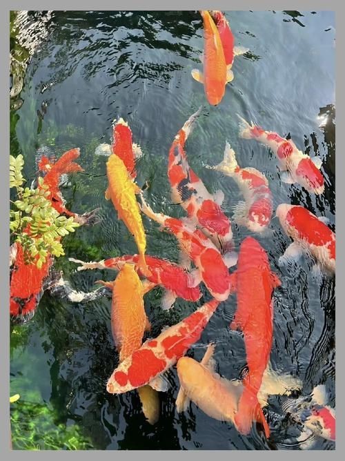 觀賞魚圖片大全大圖【有聲書:觀賞魚圖片大全】