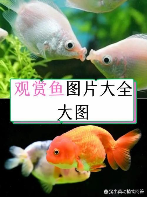 觀賞魚圖片大全大圖【有聲書:觀賞魚圖片大全】