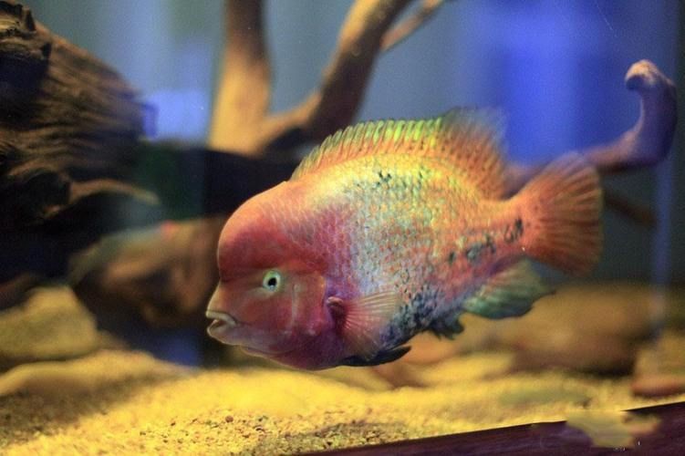 觀賞魚圖片大全大圖【有聲書:觀賞魚圖片大全】