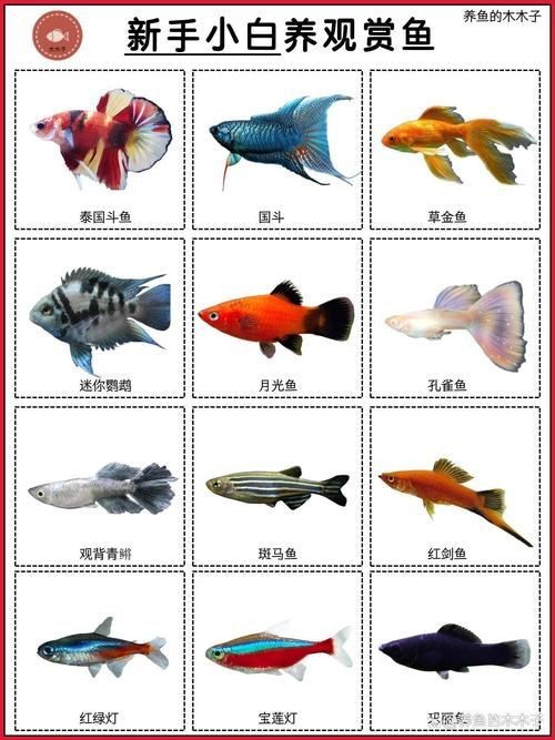 觀賞魚圖片大全大圖【有聲書:觀賞魚圖片大全】